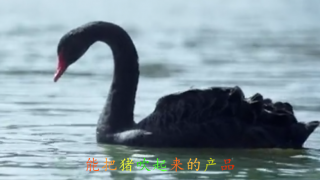 產(chǎn)品,一款,想不到,起來(lái) 一款你想不到的產(chǎn)品，能把豬吹起來(lái)的產(chǎn)品