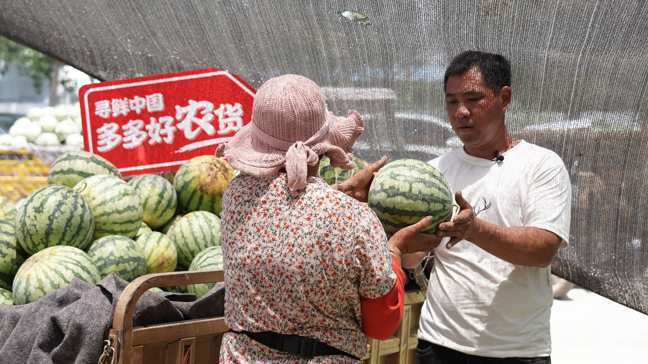 驗瓜師,抓品,拍瓜,夏邑,上萬個,執著 每天拍瓜上萬個，驗瓜師執著“抓品控”打響夏邑品牌