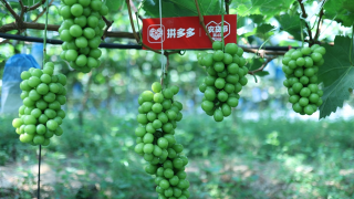 24,2000,農(nóng)貨節(jié),15,數(shù)字化,助力 拼多多啟動(dòng)“超級(jí)農(nóng)貨節(jié)”：24天投入15億資源，助力近2000農(nóng)產(chǎn)區(qū)加速數(shù)字化
