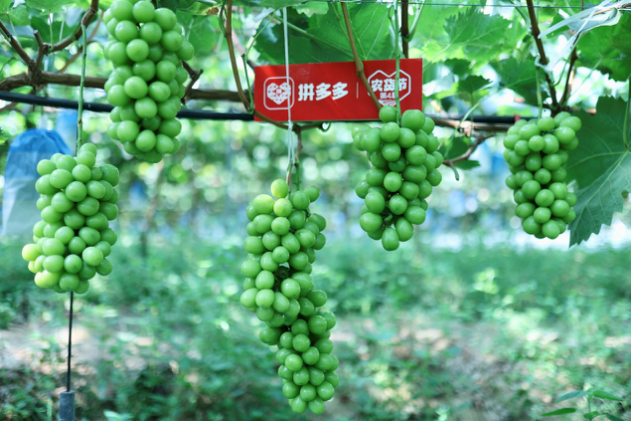 下凡,而今,玫瑰,昔日,葡萄,國(guó)民 昔日“貴族”而今國(guó)民，陽(yáng)光玫瑰葡萄“下凡”記