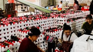  拼多多攜手科技小院，升級(jí)丹棱“致富橙”
